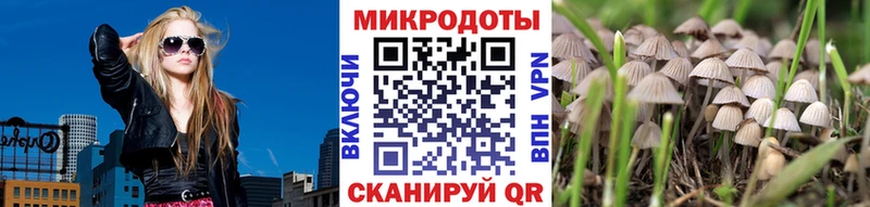 Галлюциногенные грибы Psilocybine cubensis  дарнет шоп  Избербаш 